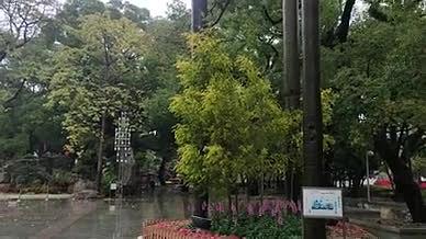 雨天公园树木拍摄实拍视频的预览图